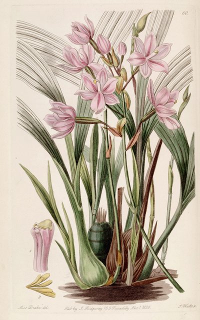 Spathoglottis plicata (come sin. Paxtonia rosea) da Miss Drake